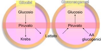 Metabolismo del piruvato